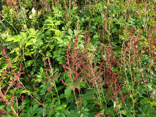 Bild von /bilder/bluehapp/thumb/ASTIAGL_Astilbe_x_arendsii__Glut__P0_5__P-1261065001_T-b_K-26_Y-19_96958_aktiv_.jpg