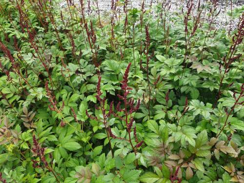 Bild von /bilder/bluehapp/thumb/ASTIAGL_Astilbe_x_arendsii__Glut__P0_5__P-1261065001_T-b_K-26_Y-20_23815_aktiv_.jpg