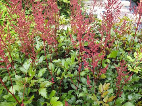 Bild von /bilder/bluehapp/thumb/ASTIJMO_Astilbe_x_japonica__Montgomery__P0_5__P-1264035001_T-b_K-25_Y-19_40324_aktiv_.jpg