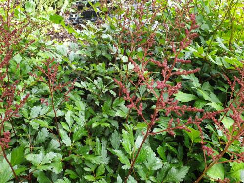 Bild von /bilder/bluehapp/thumb/ASTIJRS_Astilbe_x_japonica__Red_Sentinal__P0_5__P-1264040001_T-b_K-25_Y-19_18811_aktiv_.jpg