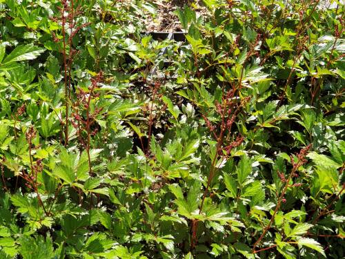Bild von /bilder/bluehapp/thumb/ASTIJRS_Astilbe_x_japonica__Red_Sentinal__P0_5__P-1264040001_T-k_K-24_Y-19_28701_aktiv_.jpg