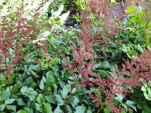 Bild von /bilder/bluehapp/thumb/ASTIJRS_Astilbe_x_japonica__Red_Sentinal__P0_5__P-1264040001_T-k_K-26_Y-19_59646_aktiv_.jpg