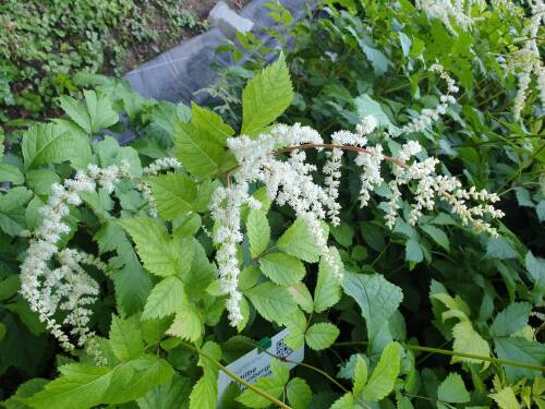 Bild von /bilder/bluehapp/thumb/ASTITVW_Astilbe_x_thunbergii__V_der_Wielen__P0_5__P-1265020001_T-b_K-29_Y-19_60843_aktiv_.jpg