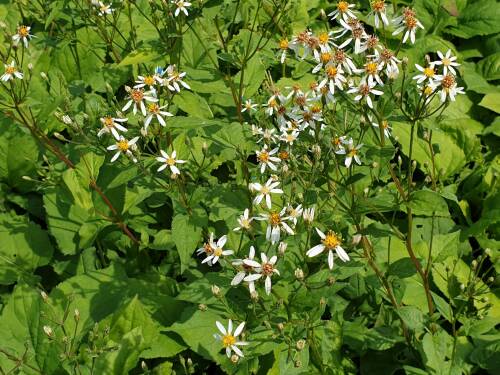 Bild von /bilder/bluehapp/thumb/ASTMAAL_Aster_macrophyllus__Albus__P1_0__P-1247510001_T-b_K-29_Y-19_57841_aktiv_.jpg