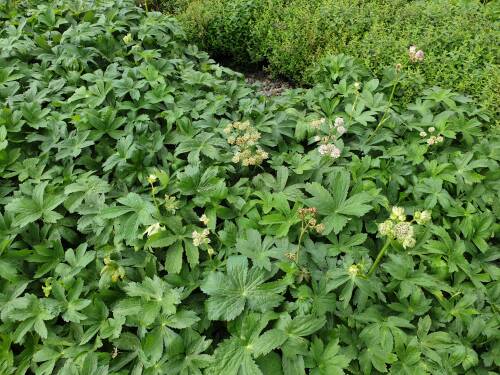 Bild von /bilder/bluehapp/thumb/ASTMAX_Astrantia_maxima_P0_5__P-1321500001_T-k_K-36_Y-20_44520_aktiv_.jpg