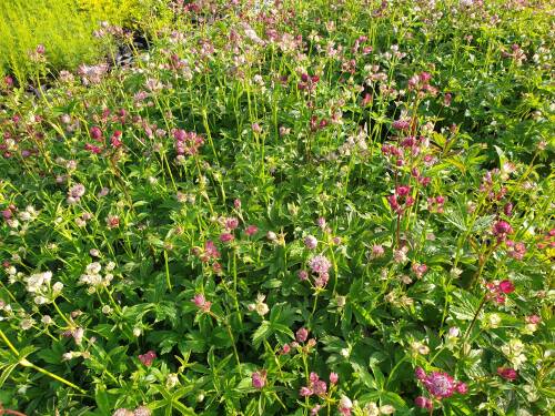 Bild von /bilder/bluehapp/thumb/ASTMPR_Astrantia_major__Primadonna__P1_0__P-1321007001_T-b_K-23_Y-21_63020_aktiv_.jpg