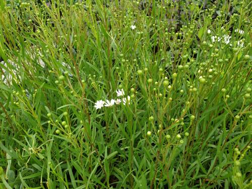 Bild von /bilder/bluehapp/thumb/ASTPT_Aster_ptarmicoides_P0_5__P-1248700001_T-k_K-29_Y-20_47816_aktiv_.jpg