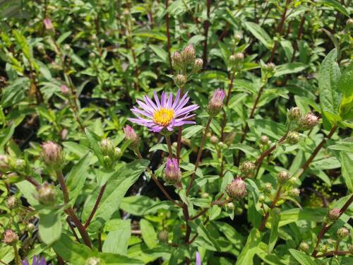 Bild von /bilder/bluehapp/thumb/ASTRAS_Aster_radula__August_Sky__P0_5__P-1249110001_T-k_K-25_Y-20_15343_aktiv_.jpg