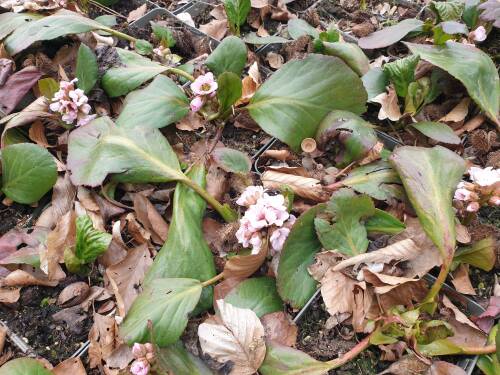 Bild von /bilder/bluehapp/thumb/BERCBI_Bergenia_cordifolia__Biedermeier__P1_0__P-1423028001_T-b_K-17_Y-21_29544_aktiv_.jpg