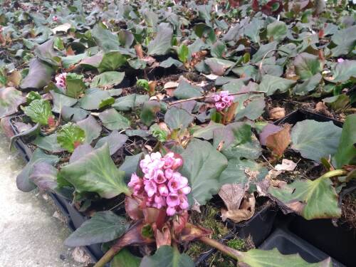 Bild von /bilder/bluehapp/thumb/BERCHE_Bergenia_cordifolia__Herbstbl_te__P1_0__P-1423040001_T-k_K-14_Y-19_93669_aktiv_.jpg