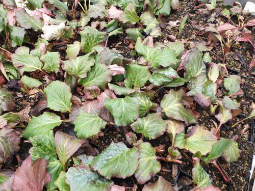 Bild von /bilder/bluehapp/thumb/BERCMO_Bergenia_cordifolia__Morgenr_te__P1_0__P-1423045001_T-k_K-10_Y-20_70368_aktiv_.jpg