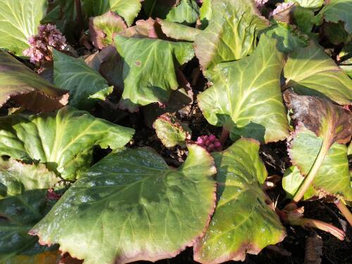 Bild von /bilder/bluehapp/thumb/BERCMO_Bergenia_cordifolia__Morgenr_te__P1_0__P-1423045001_T-k_K-13_Y-20_55970_aktiv_.jpg