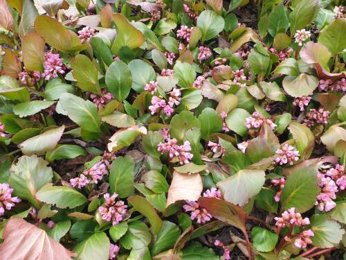 Bild von /bilder/bluehapp/thumb/BERCRK_Bergenia_cordifolia__Rosi_Klose__P1_0__P-1423070001_T-b_K-17_Y-21_60507_aktiv_.jpg