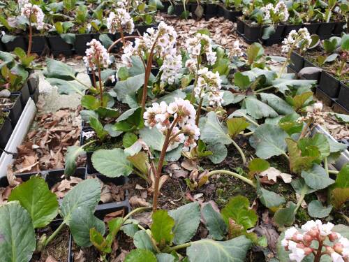 Bild von /bilder/bluehapp/thumb/BERCSC_Bergenia_cordifolia__Schneekissen__P1_0__P-1423075001_T-b_K-15_Y-19_57330_aktiv_.jpg