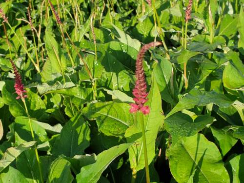 Bild von Persicaria amplexicaulis Taurus