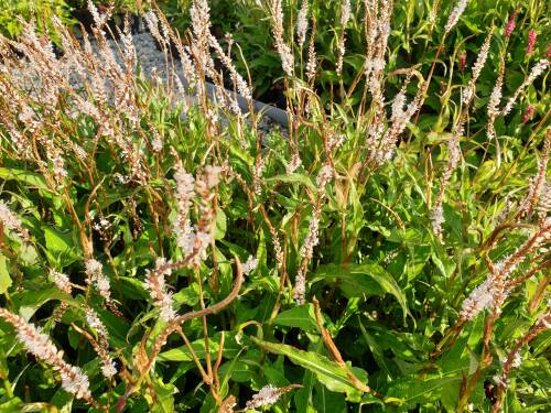 Bild von Persicaria amplexicaulis White Eastfield