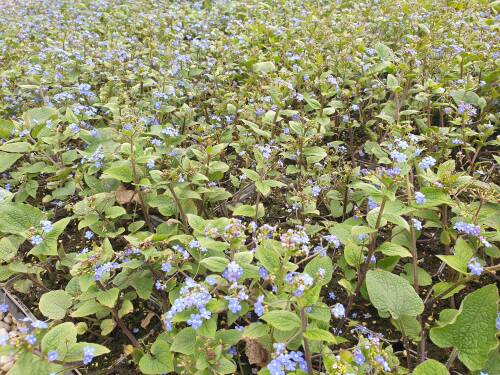 Bild von /bilder/bluehapp/thumb/BRUM_Brunnera_macrophylla_P0_5__P-1501000001_T-b_K-17_Y-21_48197_aktiv_.jpg