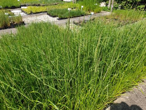 Bild von Calamagrostis x-acut. Waldenbuch