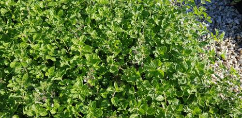 Bild von CALNBC_Calamintha_nepeta__Blue_Cloud__P0_5__P-1581515001_T-k_K-38_Y-19_93034_aktiv_.jpg