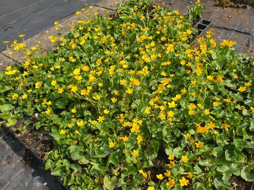 Bild von /bilder/bluehapp/thumb/CALTP_Caltha_palustris_P0_5__P-9331000001_T-b_K-18_Y-19_15878_aktiv_.jpg