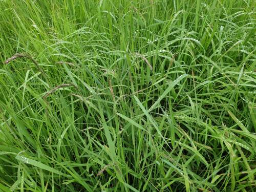 Bild von Calamagrostis varia