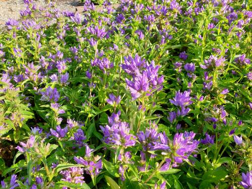 Bild von /bilder/bluehapp/thumb/CAMGAC_Campanula_glomerata__Acaulis__P0_5__P-1644010001_T-b_K-26_Y-19_17499_aktiv_.jpg