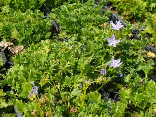 Bild von /bilder/bluehapp/thumb/CAMGA_Campanula_garganica_P0_5__P-1643500001_T-k_K-29_Y-19_17368_aktiv_.jpg