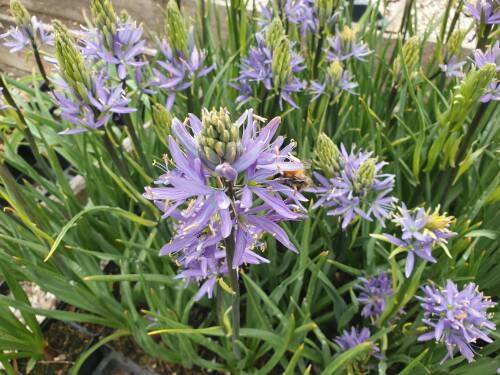 Bild von /bilder/bluehapp/thumb/CAMLC_Camassia_leichtlinii__Caerulea__P1_0__P-1633000001_T-b_K-18_Y-20_63097_aktiv_.jpg