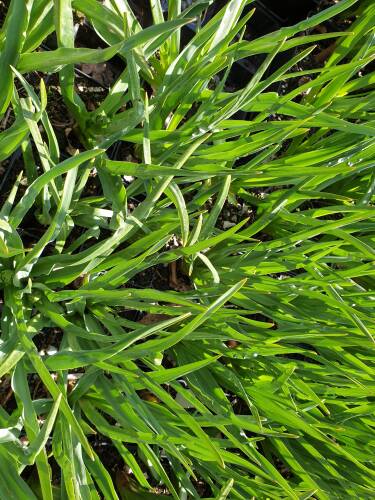 Bild von CAMLC_Camassia_leichtlinii__Caerulea__P1_0__P-1633000001_T-k_K-16_Y-20_63109_aktiv_.jpg