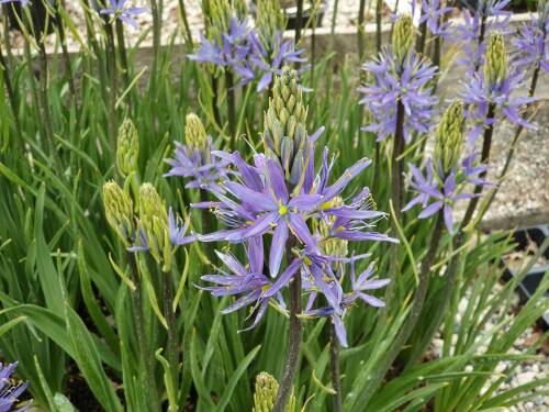 Bild von /bilder/bluehapp/thumb/CAMLC_Camassia_leichtlinii__Caerulea__P1_0__P-1633000001_T-k_K-18_Y-19_41505_aktiv_.jpg