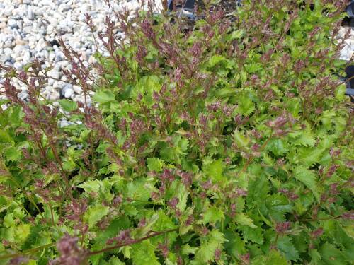 Bild von /bilder/bluehapp/thumb/CAMPOSBL_Campanula_poscharskyana__Blauranke__P0_5__P-1646610001_T-k_K-22_Y-20_66985_aktiv_.jpg