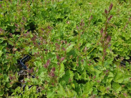 Bild von /bilder/bluehapp/thumb/CAMPOSLIS_Campanula_poscharskyana__Lisduggan__P0_5__P-1646621001_T-k_K-22_Y-20_43268_aktiv_.jpg