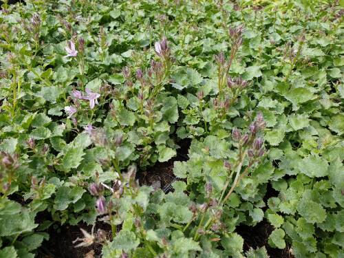 Bild von /bilder/bluehapp/thumb/CAMPOSLIS_Campanula_poscharskyana__Lisduggan__P0_5__P-1646621001_T-k_K-37_Y-19_98800_aktiv_.jpg