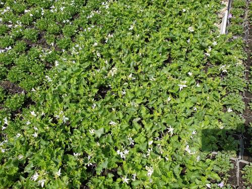 Bild von /bilder/bluehapp/thumb/CAMPOSSCH_Campanula_posch___Schneeranke__P0_5__P-1646619501_T-b_K-25_Y-21_53650_aktiv_.jpg