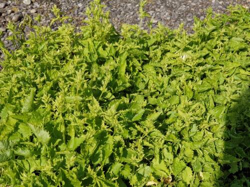 Bild von /bilder/bluehapp/thumb/CAMPOSSCH_Campanula_posch___Schneeranke__P0_5__P-1646619501_T-k_K-23_Y-19_90279_aktiv_.jpg