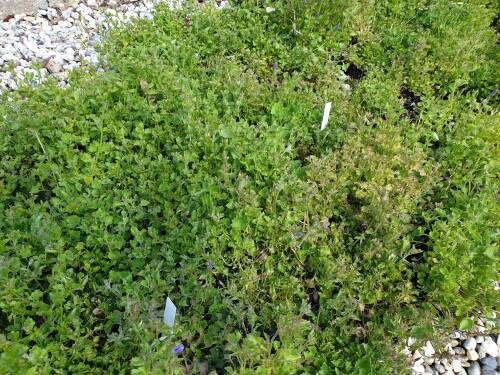 Bild von CAMPO_Campanula_portenschlagiana_P0_5__P-1646400001_T-k_K-21_Y-19_90301_aktiv_.jpg