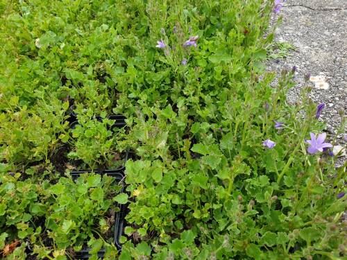Bild von CAMPO_Campanula_portenschlagiana_P0_5__P-1646400001_T-k_K-22_Y-19_87609_aktiv_.jpg