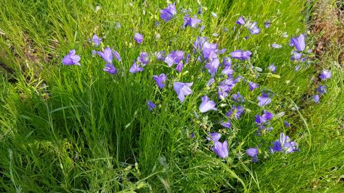 Bild von /bilder/bluehapp/thumb/CAMRO_Campanula_rotundifolia_P0_5__P-1647800001_T-b_K-24_Y-19_93451_aktiv_.jpg