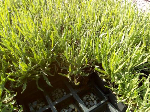 Bild von /bilder/bluehapp/thumb/CATC_Catananche_caerulea_P0_5__P-1721000001_T-k_K-21_Y-19_86791_aktiv_.jpg