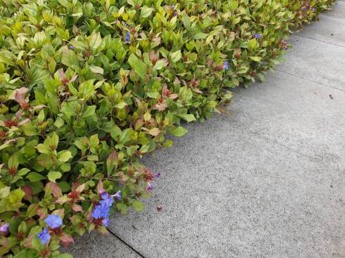 Bild von CERP_Ceratostigma_plumbaginoides___P0_5__P-1821000001_T-k_K-36_Y-20_98539_aktiv_.jpg
