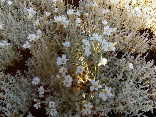 Bild von /bilder/bluehapp/thumb/CERTSI_Cerastium_tomentosum__Silberteppich_P0_5__P-1802010001_T-b_K-21_Y-19_27177_aktiv_.jpg