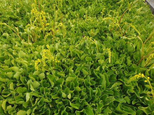 Bild von /bilder/bluehapp/thumb/CHIO_Chiastophyllum_oppositifolium_P0_5__P-1901000001_T-b_K-21_Y-20_99015_aktiv_.jpg