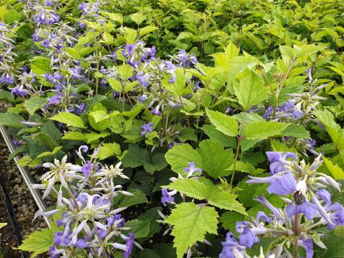 Bild von /bilder/bluehapp/thumb/CLEBCR_Clematis_x_bonstetii__Crepuscule__P1_0__P-2061010001_T-b_K-36_Y-20_92318_aktiv_.jpg