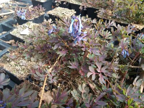 Bild von /bilder/bluehapp/thumb/CORFPL_Corydalis_flexuosa__Purple_Leaf__P0_5__P-2221760001_T-b_K-14_Y-19_13890_aktiv_.jpg