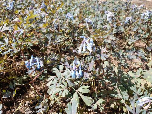 Bild von /bilder/bluehapp/thumb/CORFPL_Corydalis_flexuosa__Purple_Leaf__P0_5__P-2221760001_T-b_K-16_Y-20_57545_aktiv_.jpg