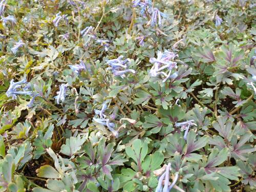 Bild von /bilder/bluehapp/thumb/CORFPL_Corydalis_flexuosa__Purple_Leaf__P0_5__P-2221760001_T-b_K-18_Y-20_73137_aktiv_.jpg