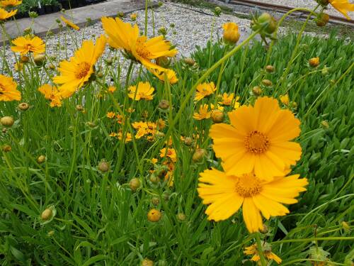 Bild von /bilder/bluehapp/thumb/CORGSC_Coreopsis_grandiflora__Schnittgold__P0_5__P-2141020001_T-b_K-25_Y-19_89919_aktiv_.jpg