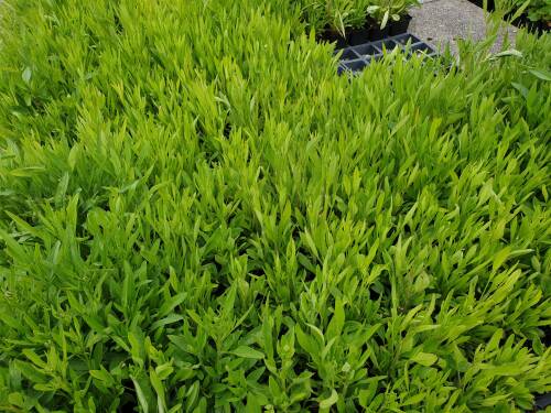 Bild von CORLST_Coreopsis_lanceolata__Sterntaler__P0_5__P-2141525001_T-k_K-22_Y-19_72301_aktiv_.jpg