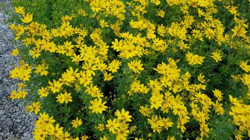 Bild von /bilder/bluehapp/thumb/CORPJO_Coreopsis_palmata__Johannes__P0_5__P-2149040001_T-b_K-28_Y-19_31663_aktiv_.jpg