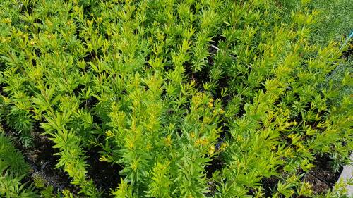 Bild von Coreopsis palmata Johannes